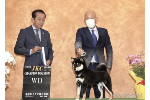 販売中の柴犬の親犬